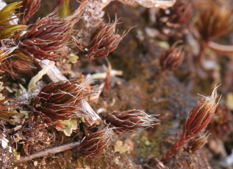Polytrichum piliferum